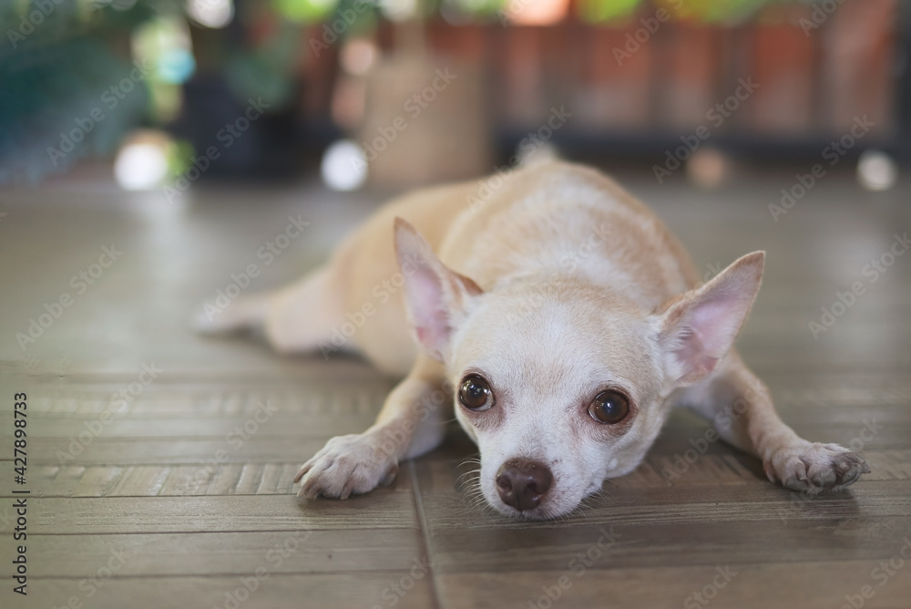brown short hair Chihuahua dog laying down on the floor, looking up to his owner. brown short hair Chihuahua dog laying down on the floor, looking up to his owner.