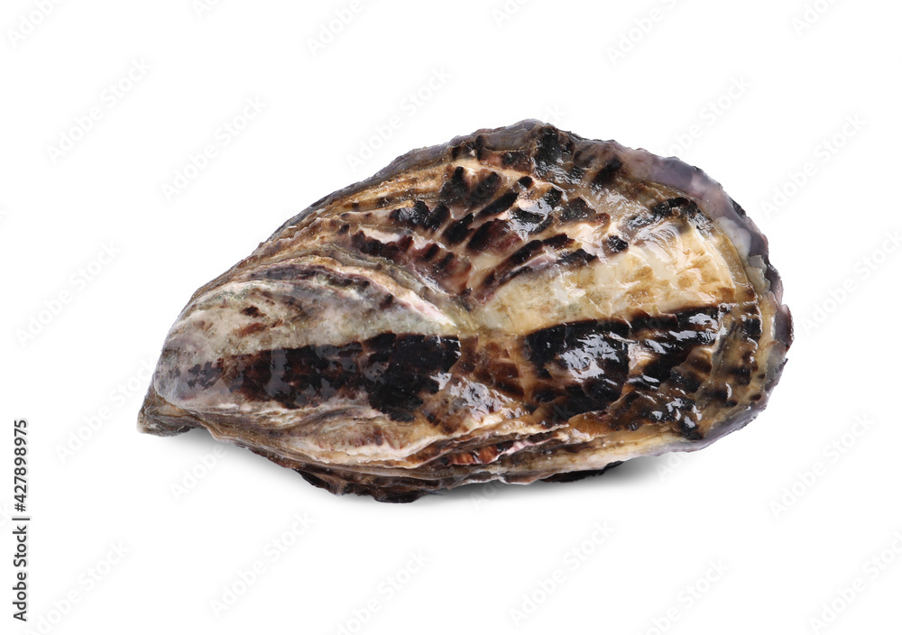 Fresh raw closed oyster isolated on white