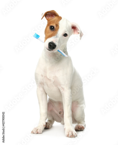 Cute dog with toothbrush on white background