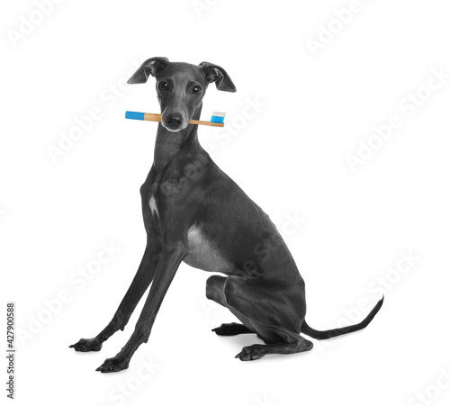 Cute dog with toothbrush on white background