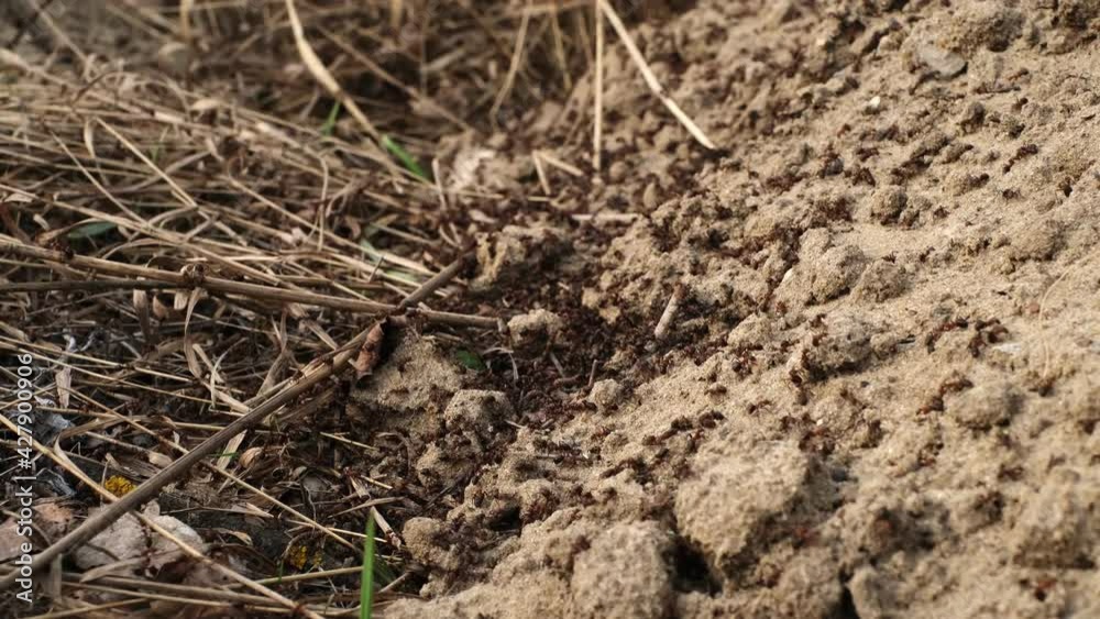 Black large ants run on the sand, collecting twigs and leaves for the anthill. Home in the forest for insect ants Black large ants run on the sand, collecting twigs and leaves for the anthill. Home in the forest for insect ants