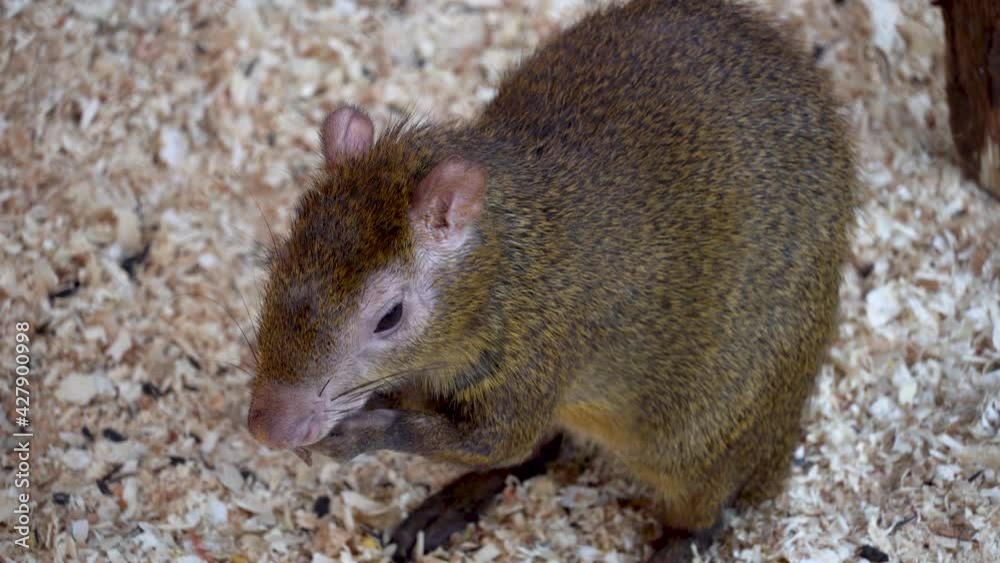 A large wild rodent with lush wool eats food. Acouchi feeding a rodent. Big rat A large wild rodent with lush wool eats food. Acouchi feeding a rodent. Big rat