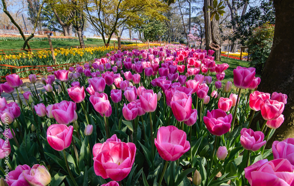 tulips in the park