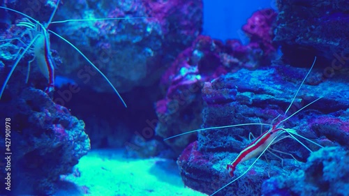 Pacific cleaner shrimp lysmata amboinensis. Lysmata debelius shrimp chrysiptera cyanea, corals photo