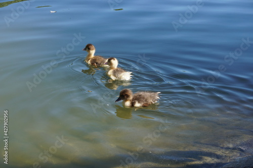 Three swimming little ducks