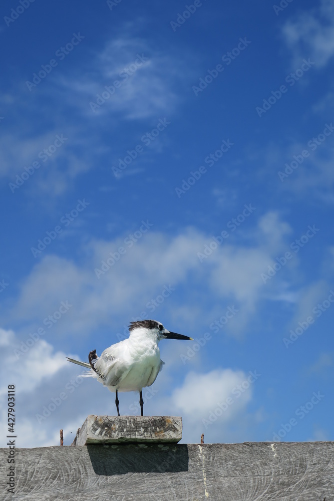 Curious and wild seagull sitting in the wooden deck and observation the ocean, the bird is looking for food in the water, at a sunny day with a blue sky, animal wildlife close up Curious and wild seagull sitting in the wooden deck and observation the ocean, the bird is looking for food in the water, at a sunny day with a blue sky, animal wildlife close up