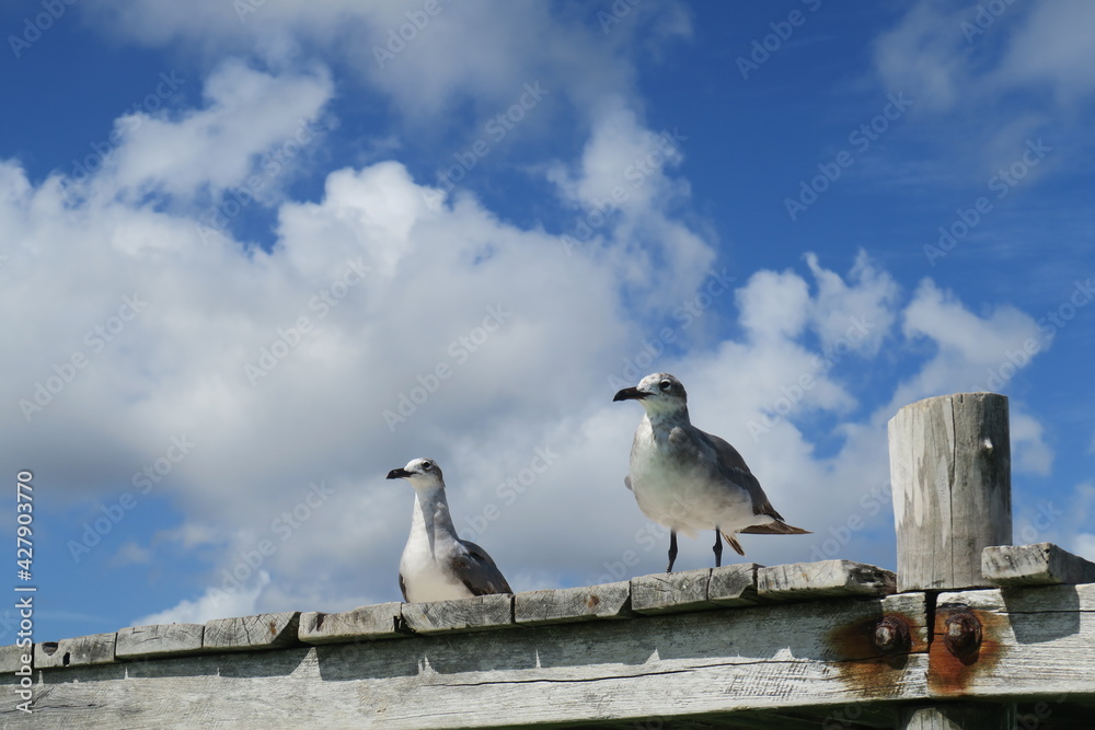 Curious and wild seagulls observation the ocean and the horizon, the birds are looking for food in the water, at a sunny day with a blue sky, animal wildlife