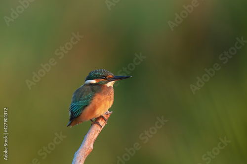 kingfisher on the branch © Mariusz