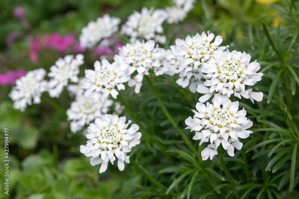 Iberis sempervirens evergreen candytuft perenial flowers in bloom, group of white springtime flowering rock plants Iberis sempervirens evergreen candytuft perenial flowers in bloom, group of white springtime flowering rock plants