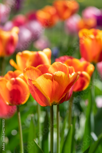 Amazing garden field with tulips of various bright rainbow color petals, beautiful bouquet of colors in sunlight daylight