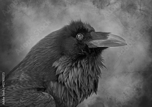 Common Raven profile on canvas