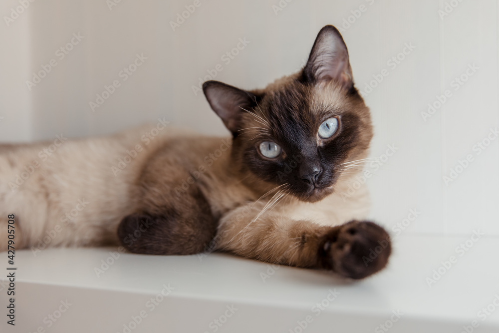 Siamese cat with blue eyes at home