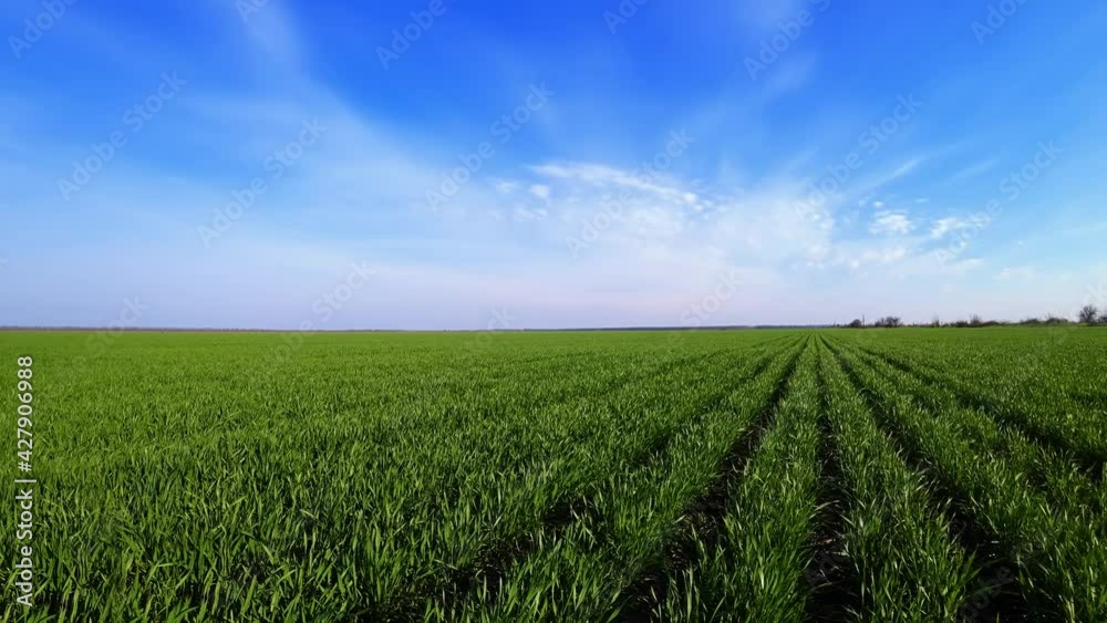 Timelapse - moving clouds over wheat field or barley crops. Fast motion of time direction in agronomic industries. Concept of work in agricultural farm for making business and having profit from Timelapse - moving clouds over wheat field or barley crops. Fast motion of time direction in agronomic industries. Concept of work in agricultural farm for making business and having profit from