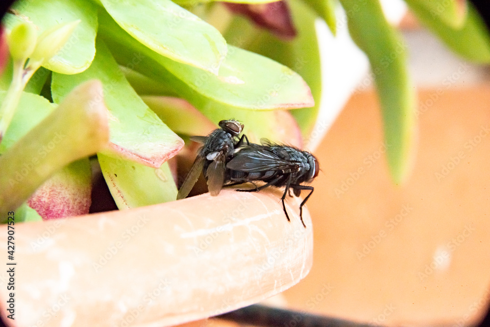 Common house fly in habitable environments Located in an open space open Common house fly in habitable environments Located in an open space open