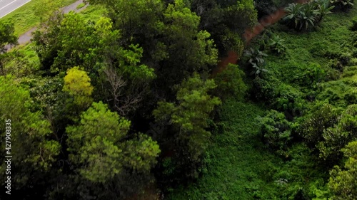 Scenic aerial view of a winding path in a forest