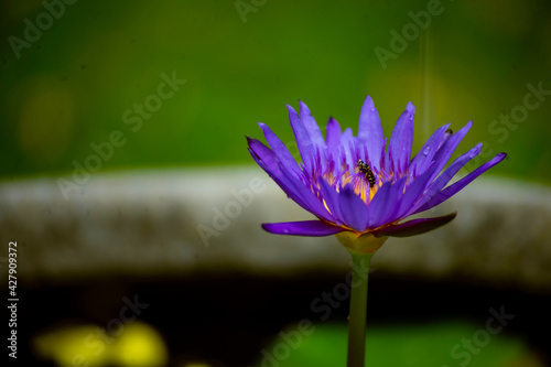 Little bee stinging isolated purple lotus flowers blurred background.