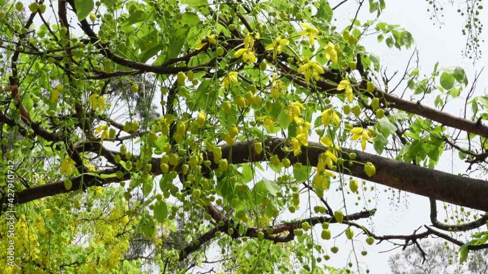 Sonalu Cassia fistula, known as the golden rain tree, canafistula, and in ...