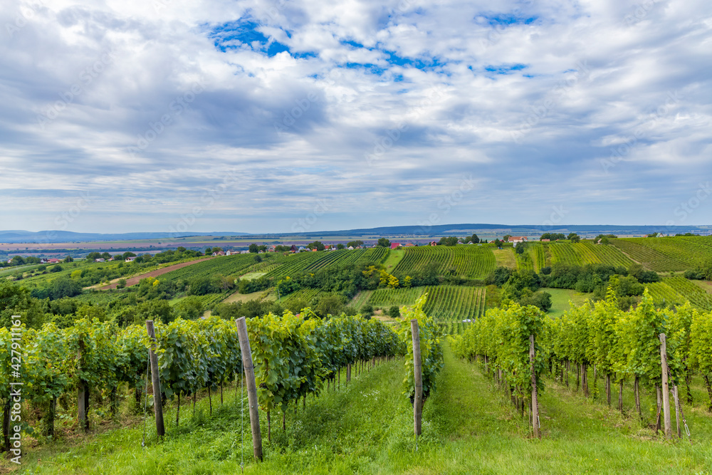 Fototapeta premium Summer vineyard nearby Strekov, Southern Slovakia