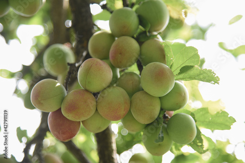 green apricot on a tree
