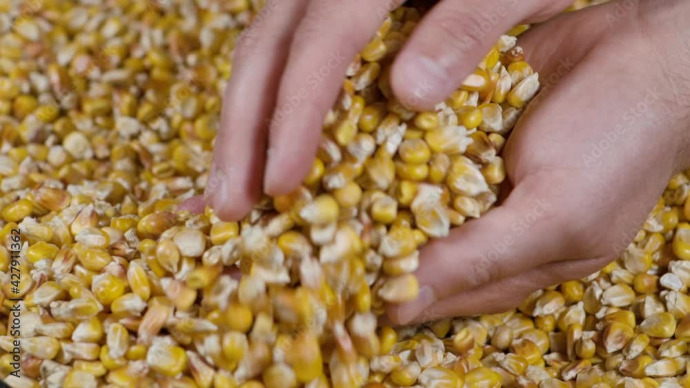 Slow Motion Dried Corn Grains Falling on Hands Farmer Texture Background Close Up. GMO Corn Kernels Maize Macro Shot. Organic Healthy Food. Slow Motion Farmer Holding Organic Corn Maize in Hands Slow Motion Dried Corn Grains Falling on Hands Farmer Texture Background Close Up. GMO Corn Kernels Maize Macro Shot. Organic Healthy Food. Slow Motion Farmer Holding Organic Corn Maize in Hands