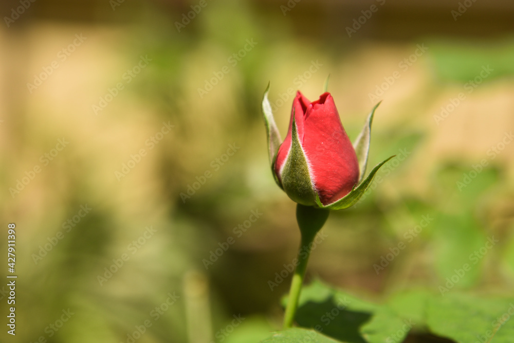 red rose bud