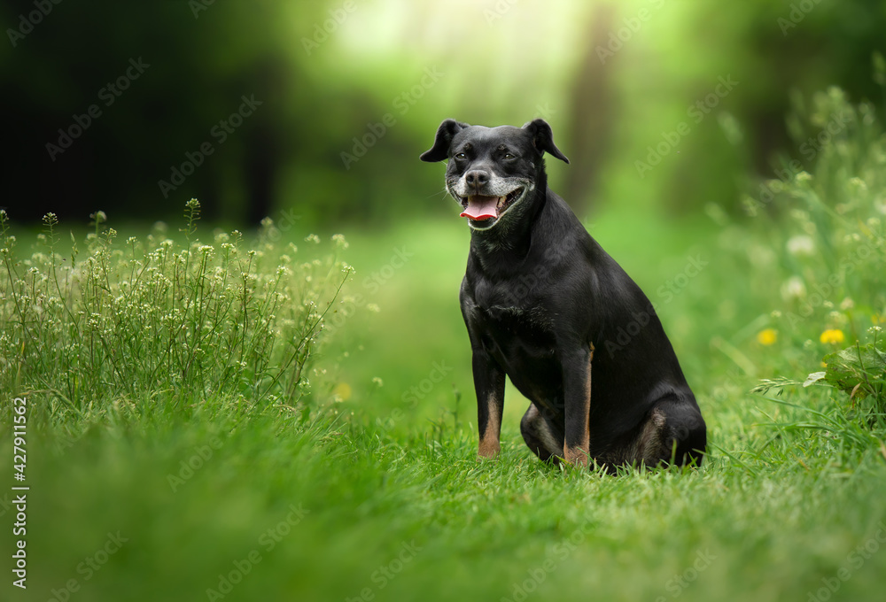 Portrait of a black mixed breed (mutt) dog sitting on a meadow in the grass with his tongue out Portrait of a black mixed breed (mutt) dog sitting on a meadow in the grass with his tongue out