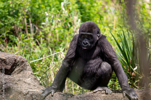 Juvenile western lowland gorilla squatting and staring towards viewer
