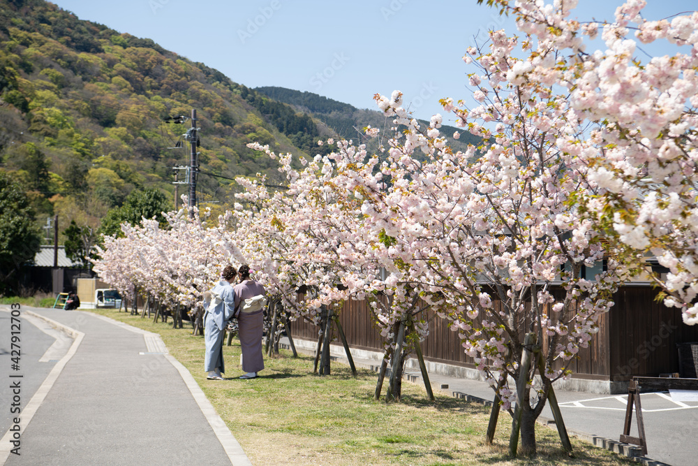嵐山　桜を撮る女性
