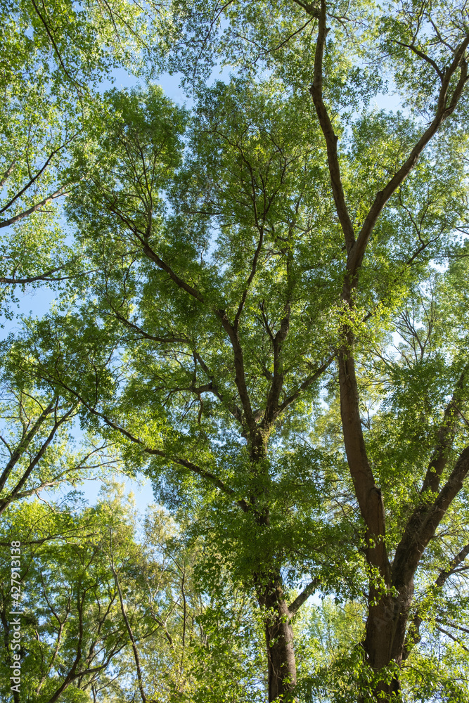 Backlit treetops with brilliant green new foliage in spring