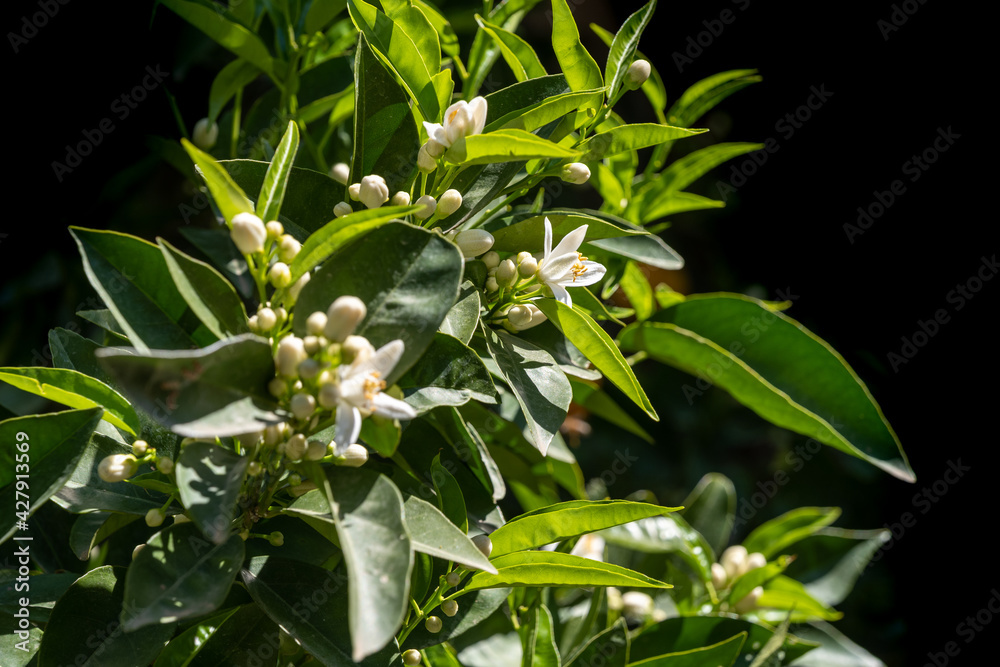 Fototapeta premium orange blossoms, 