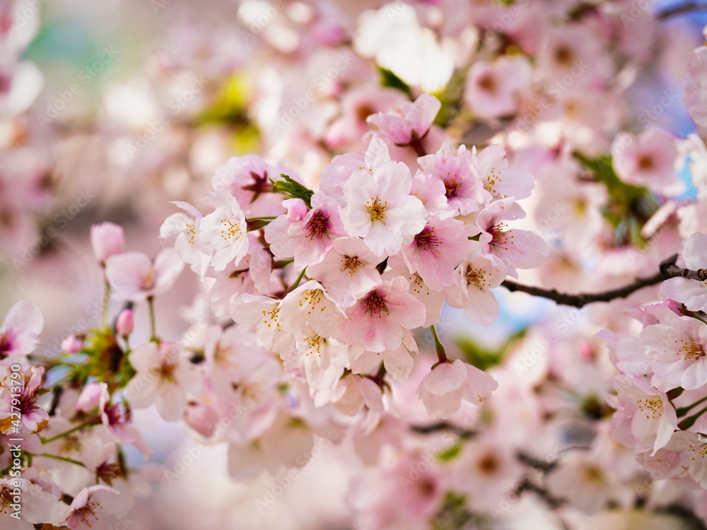 ピンク色の公園の満開の桜の花