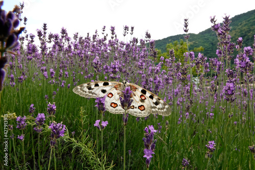 Mosel-Apollo (Parnassius apollo)  fliegt in Lavendelfeld im Moseltal photo