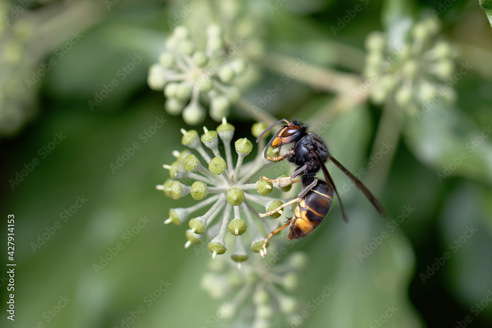 Frelon à patte jaune, Frelon asiatique Vespa velutina nigrithorax sur lierre Frelon à patte jaune, Frelon asiatique Vespa velutina nigrithorax sur lierre