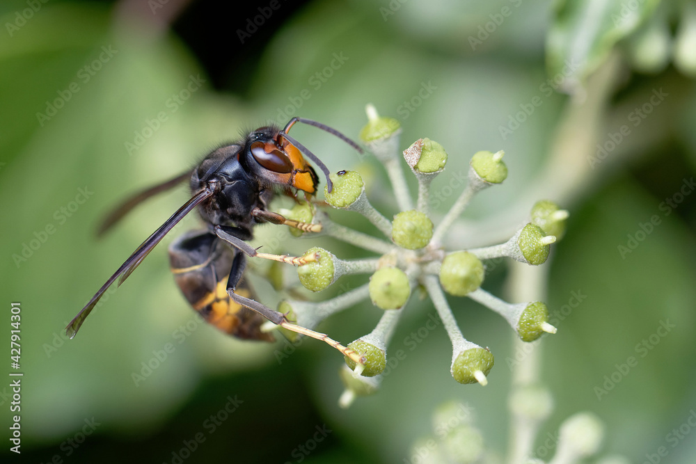 Frelon à patte jaune, Frelon asiatique Vespa velutina nigrithorax sur lierre Frelon à patte jaune, Frelon asiatique Vespa velutina nigrithorax sur lierre