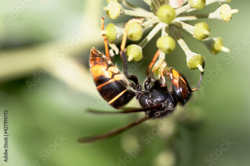 Frelon à patte jaune, Frelon asiatique Vespa velutina nigrithorax sur lierre