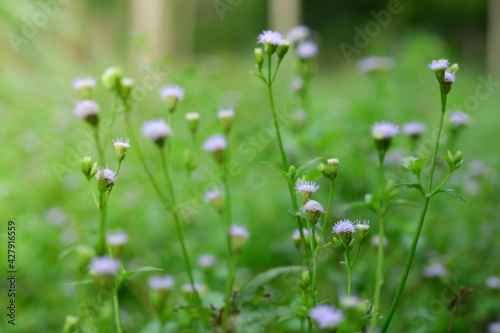 Flowering clover in meadow, spring grass and clover flower lit by sunlight in spring