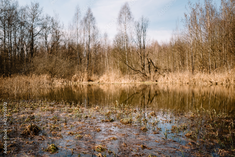 River among the trees in the spring or autumn season. Wildlife concept. Swamp in the forest. Wetlands are shrinking and threatened. The problem of ecology and drainage of rivers.