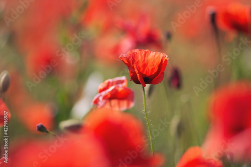 Closeup of the poppy flowers in springtime. Wild flower in all its glory. Beautiful poppy fields shot. Bright wild red poppies, growing in field. 