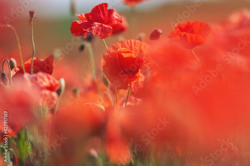 Closeup of the poppy flowers in springtime. Wild flower in all its glory. Beautiful poppy fields shot. Bright wild red poppies  growing in field. 