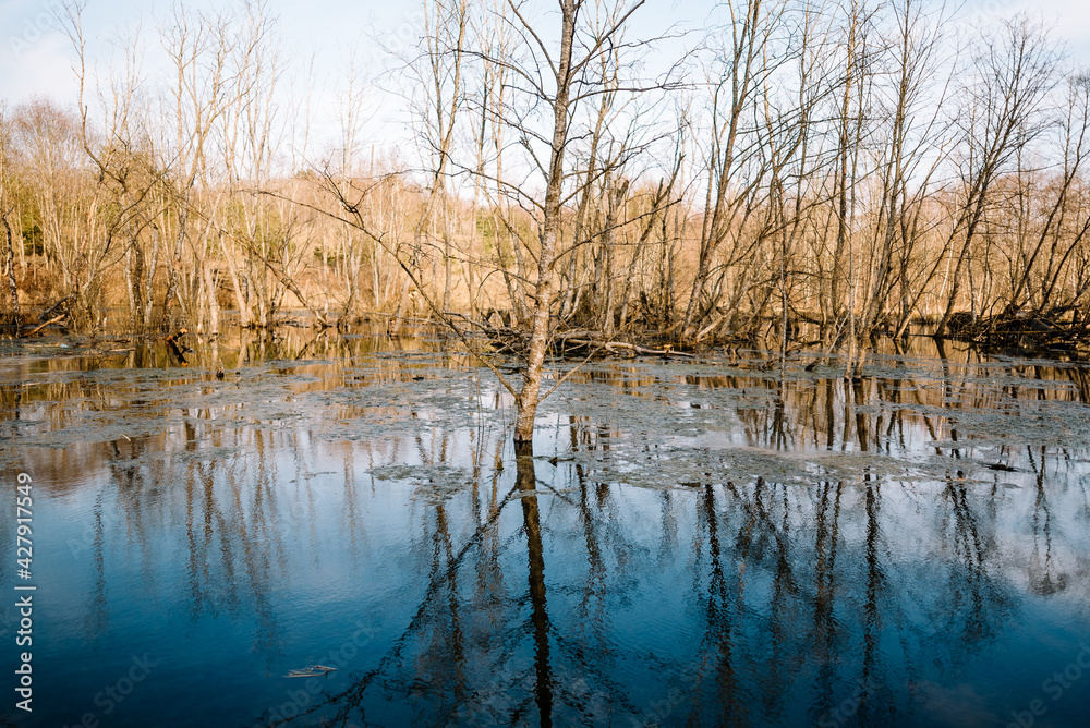 River among the trees in the spring or autumn season. Wildlife concept. Swamp in the forest. Wetlands are shrinking and threatened. The problem of ecology and drainage of rivers. River among the trees in the spring or autumn season. Wildlife concept. Swamp in the forest. Wetlands are shrinking and threatened. The problem of ecology and drainage of rivers.