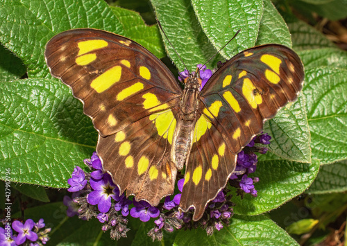 A Malachite Butterfly close up feeding on a purple flower
