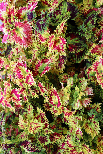 Coleus flower in outdoor garden