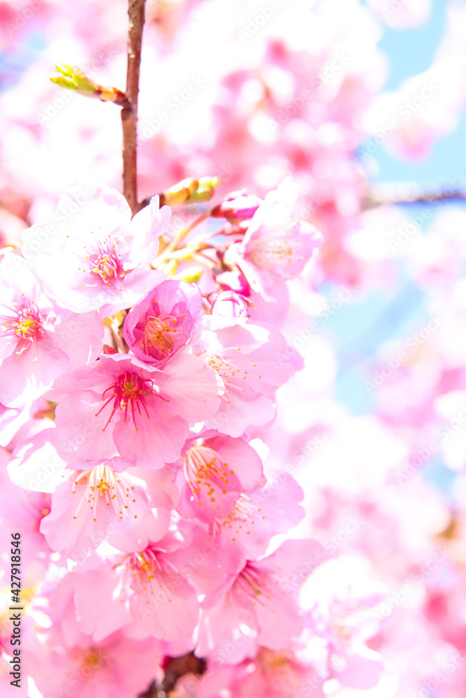 さくら さくら 桜 美しい 満開 綺麗 花見 優美 可憐 淡い かわいい 新生活 さくら さくら 桜 美しい 満開 綺麗 花見 優美 可憐 淡い かわいい 新生活