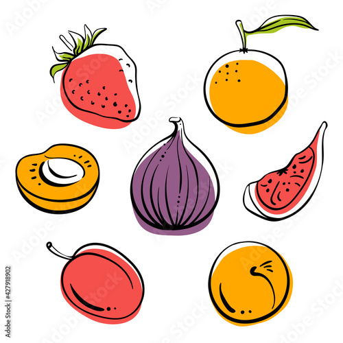 Strawberry, fig, plum, mandarin, apricot. Colorful line sketch collection of fruits and berries isolated on white background. Doodle hand drawn fruits. Vector illustration