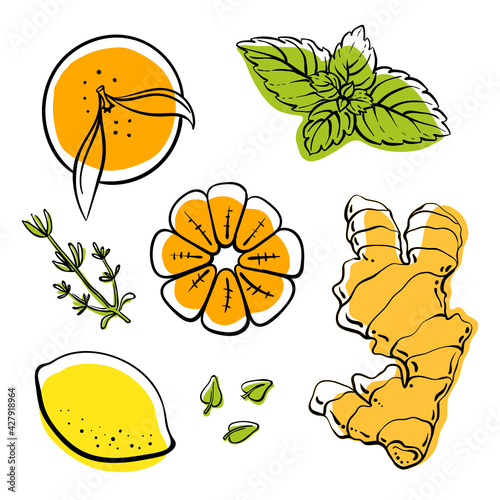 Ginger, lemon, mandarin, thyme and mint top view. Colorful line sketch collection of fruits and berries isolated on white background. Doodle hand drawn fruits. Vector illustration