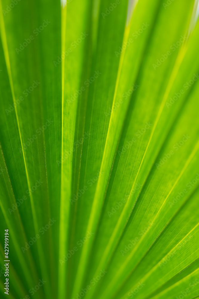 Green leaf abstract nature texture as for vertical background. Green leaf abstract nature texture as for vertical background.