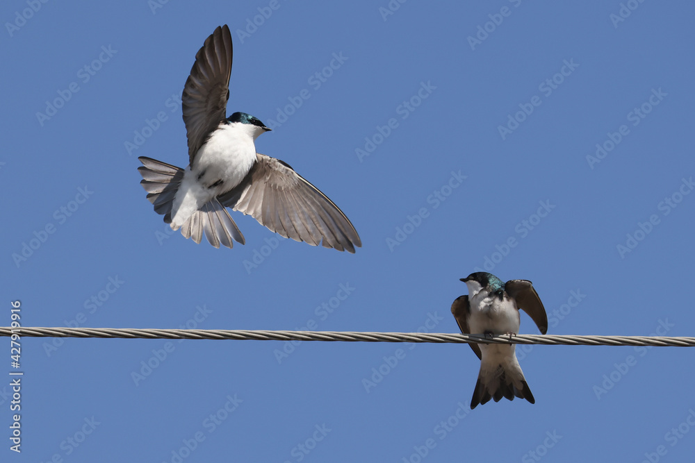Tree swallows mating and flying on beautiful bright blue spring sky nice day Tree swallows mating and flying on beautiful bright blue spring sky nice day
