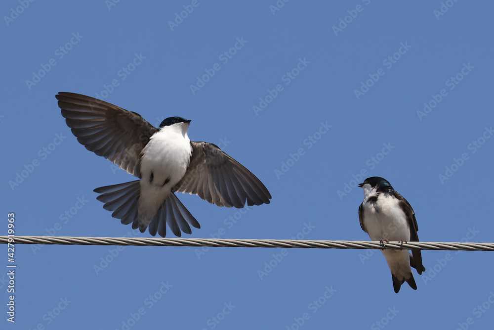 Tree swallows mating and flying on beautiful bright blue spring sky nice day Tree swallows mating and flying on beautiful bright blue spring sky nice day