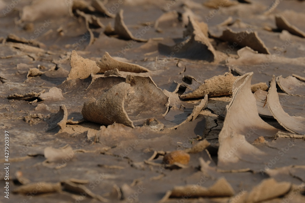 The dry soil and the cracked soil surface are curved and curled. The dry soil and the cracked soil surface are curved and curled.