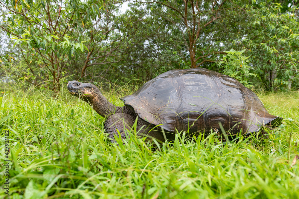 Fototapeta premium The most biggest turtle in the world. Galápagos giant tortoise, Chelonoidis niger. Galapagos Islands. Santa Cruz island.